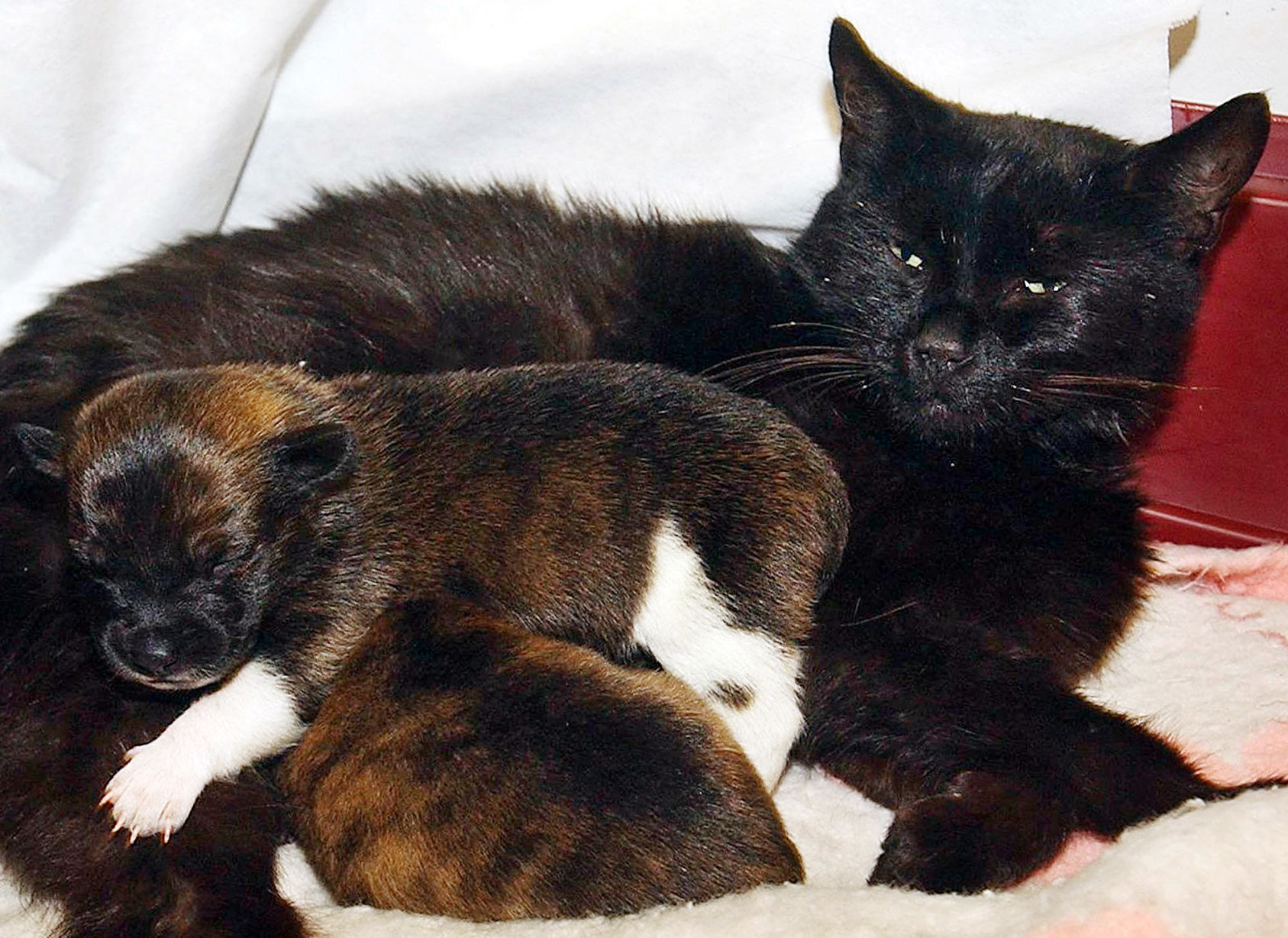 CAT PUPPIES